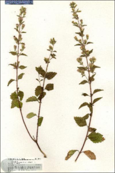 URN_catalog_HBHinton_herbarium_20438.jpg.jpg