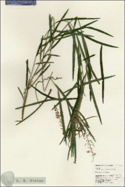 URN_catalog_HBHinton_herbarium_24871.jpg.jpg