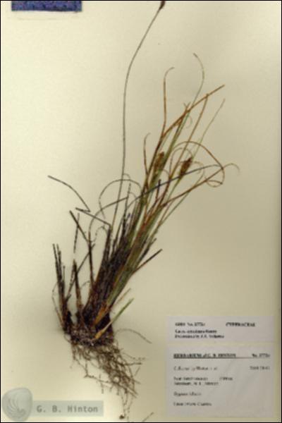 URN_catalog_HBHinton_herbarium_27724.jpg.jpg