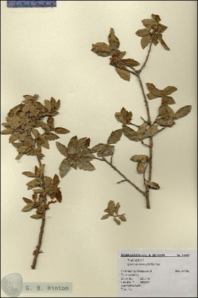 URN_catalog_HBHinton_herbarium_18682.jpg.jpg