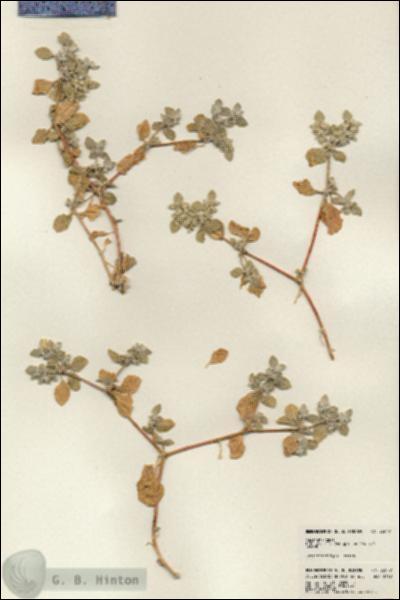 URN_catalog_HBHinton_herbarium_23579.jpg.jpg