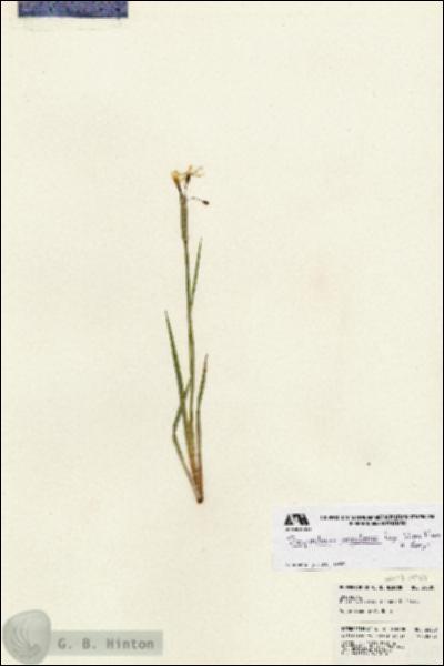 URN_catalog_HBHinton_herbarium_24080.jpg.jpg