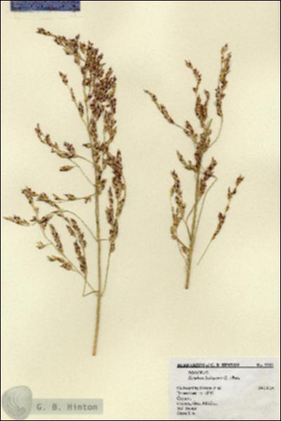 URN_catalog_HBHinton_herbarium_5552.jpg.jpg