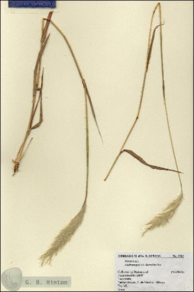 URN_catalog_HBHinton_herbarium_3782.jpg.jpg