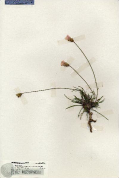 URN_catalog_HBHinton_herbarium_19792.jpg.jpg
