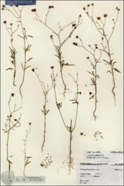 URN_catalog_HBHinton_herbarium_19056.jpg.jpg