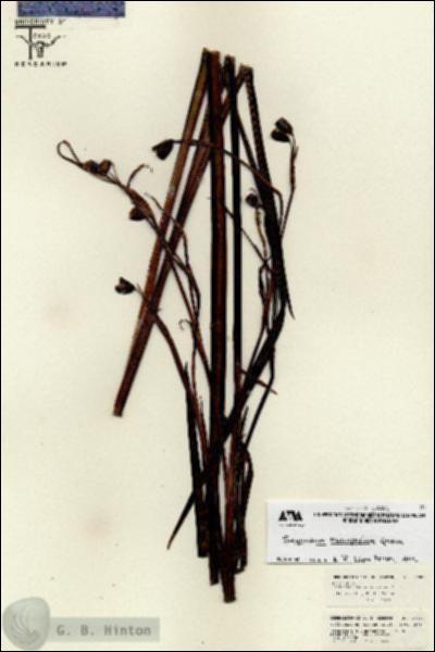 URN_catalog_HBHinton_herbarium_26087.jpg.jpg