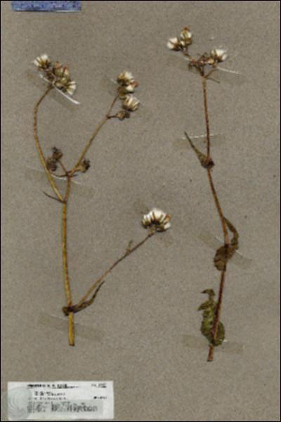 URN_catalog_HBHinton_herbarium_19632.jpg.jpg