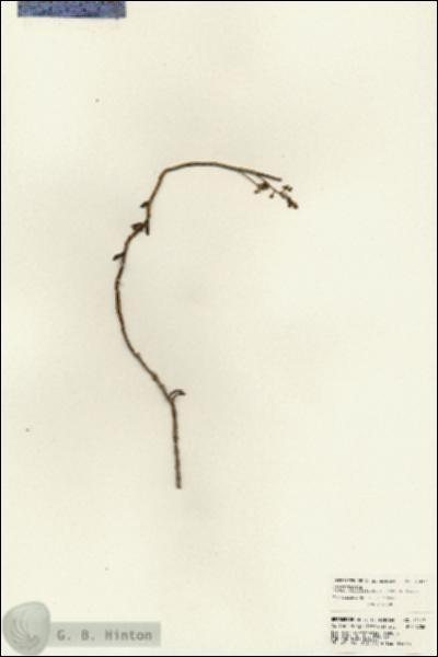 URN_catalog_HBHinton_herbarium_21417.jpg.jpg