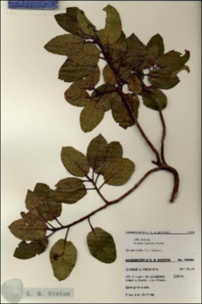 URN_catalog_HBHinton_herbarium_28084.jpg.jpg