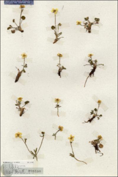 URN_catalog_HBHinton_herbarium_19390.jpg.jpg