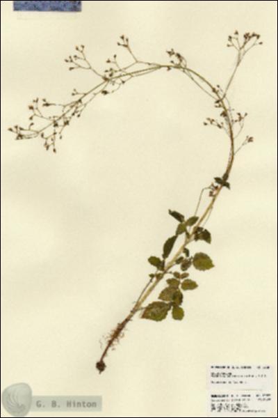 URN_catalog_HBHinton_herbarium_22387.jpg.jpg