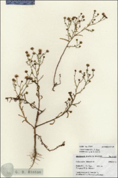 URN_catalog_HBHinton_herbarium_27227.jpg.jpg