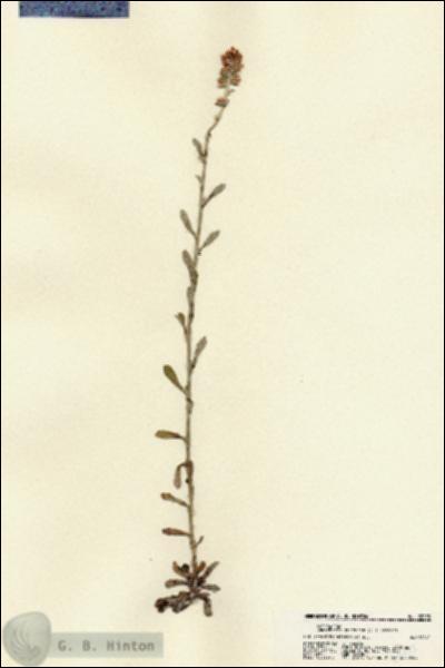 URN_catalog_HBHinton_herbarium_22293.jpg.jpg