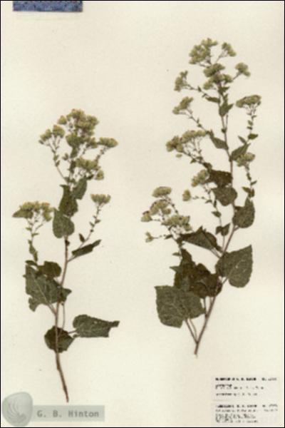 URN_catalog_HBHinton_herbarium_23958.jpg.jpg
