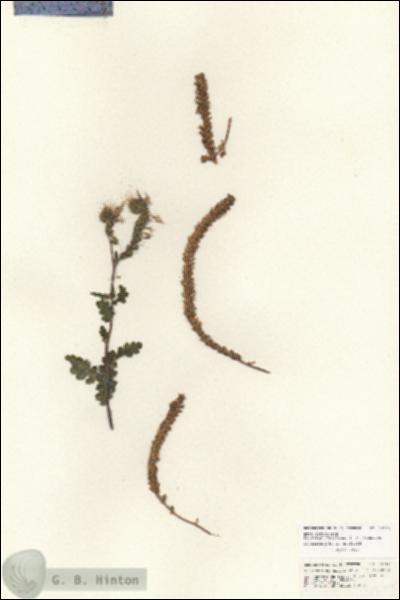 URN_catalog_HBHinton_herbarium_25719.jpg.jpg