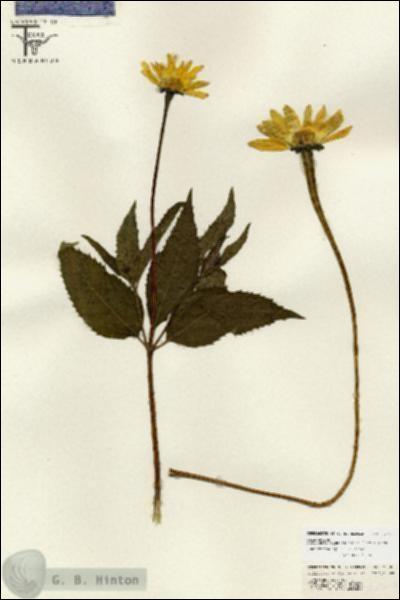 URN_catalog_HBHinton_herbarium_26702.jpg.jpg