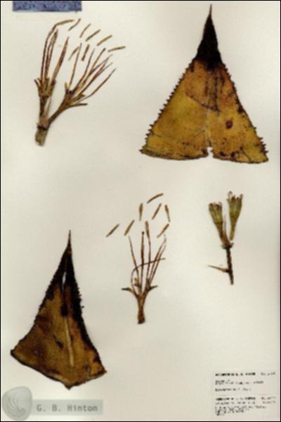 URN_catalog_HBHinton_herbarium_24302.jpg.jpg