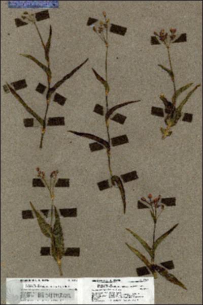 URN_catalog_HBHinton_herbarium_19612.jpg.jpg