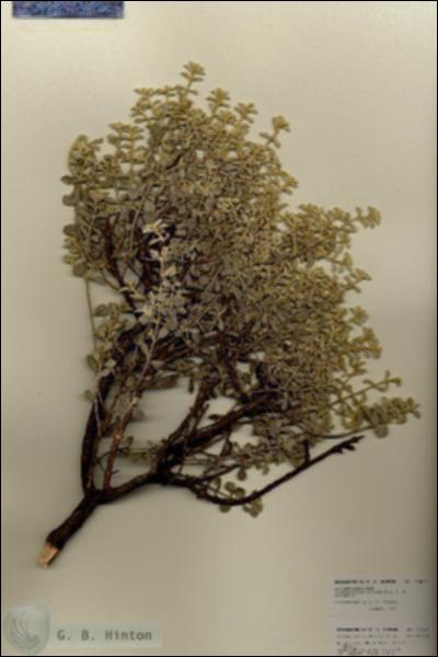 URN_catalog_HBHinton_herbarium_27109.jpg.jpg