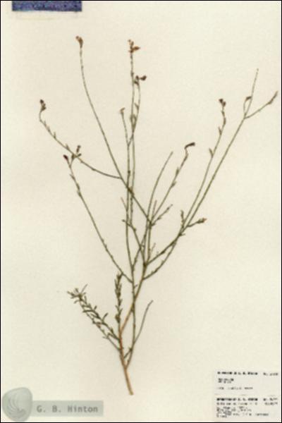 URN_catalog_HBHinton_herbarium_24252.jpg.jpg