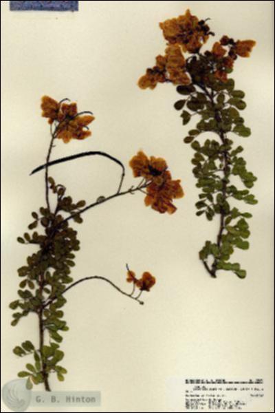 URN_catalog_HBHinton_herbarium_22265.jpg.jpg