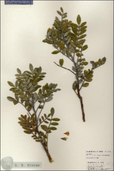 URN_catalog_HBHinton_herbarium_25155.jpg.jpg