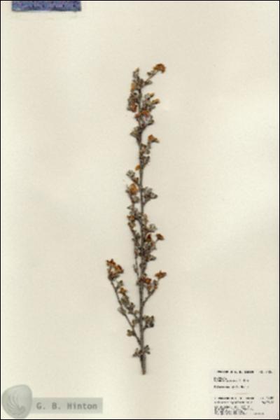 URN_catalog_HBHinton_herbarium_24050.jpg.jpg