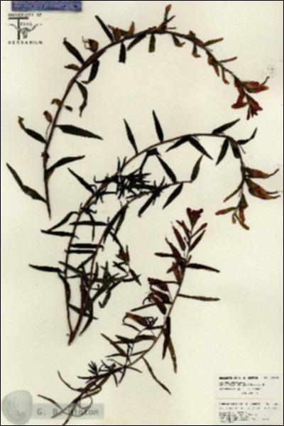 URN_catalog_HBHinton_herbarium_26225.jpg.jpg