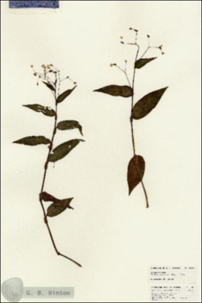 URN_catalog_HBHinton_herbarium_25018.jpg.jpg