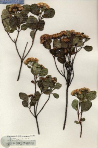 URN_catalog_HBHinton_herbarium_20496.jpg.jpg