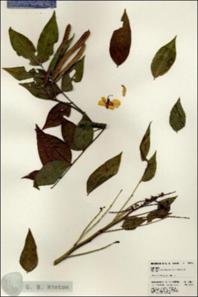 URN_catalog_HBHinton_herbarium_22884.jpg.jpg