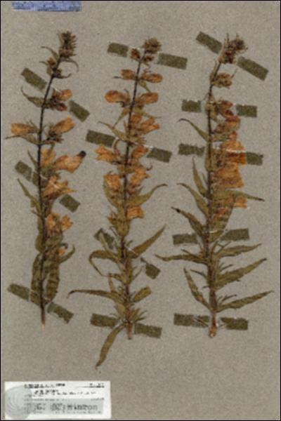 URN_catalog_HBHinton_herbarium_17055.jpg.jpg