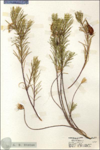 URN_catalog_HBHinton_herbarium_19921.jpg.jpg