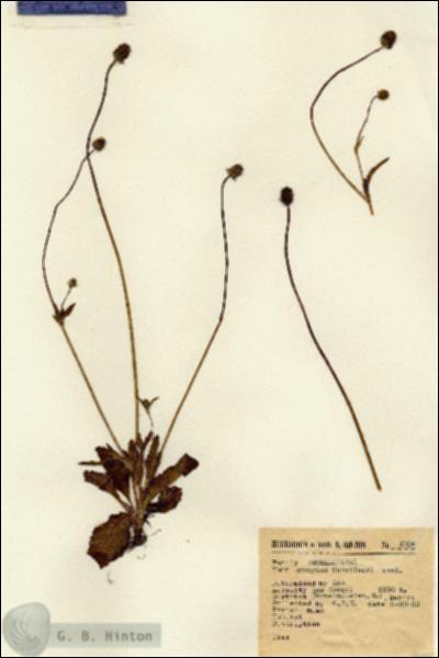 URN_catalog_HBHinton_herbarium_1706.jpg.jpg