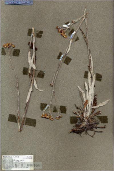 URN_catalog_HBHinton_herbarium_18308.jpg.jpg