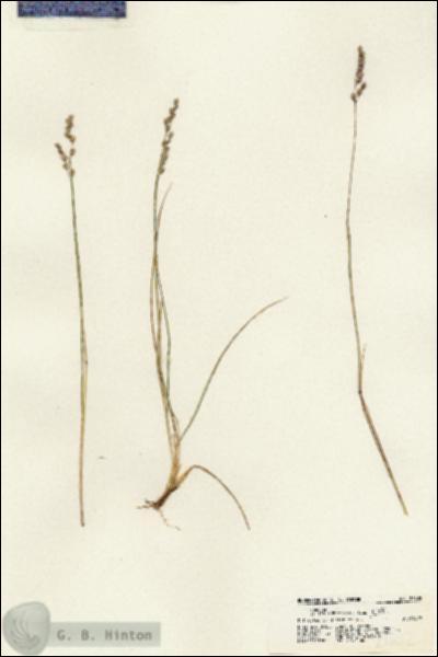 URN_catalog_HBHinton_herbarium_21632.jpg.jpg