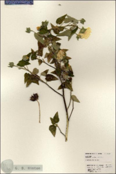 URN_catalog_HBHinton_herbarium_25220.jpg.jpg
