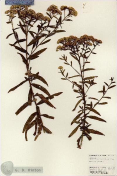 URN_catalog_HBHinton_herbarium_25066.jpg.jpg