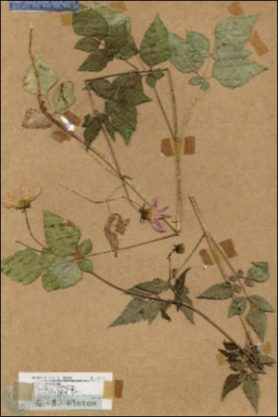 URN_catalog_HBHinton_herbarium_19025.jpg.jpg