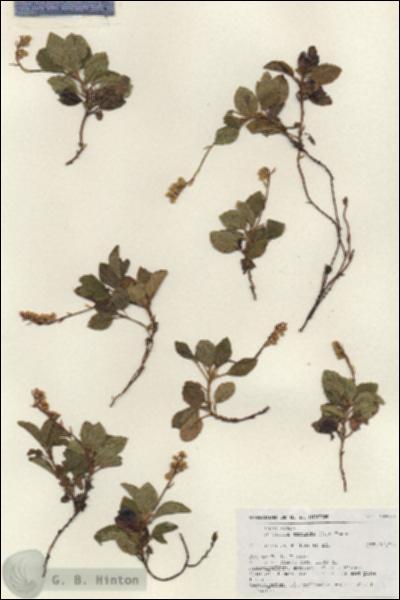 URN_catalog_HBHinton_herbarium_18870.jpg.jpg
