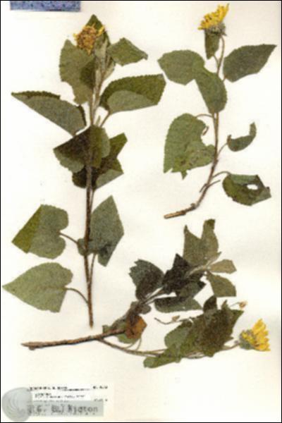 URN_catalog_HBHinton_herbarium_20360.jpg.jpg