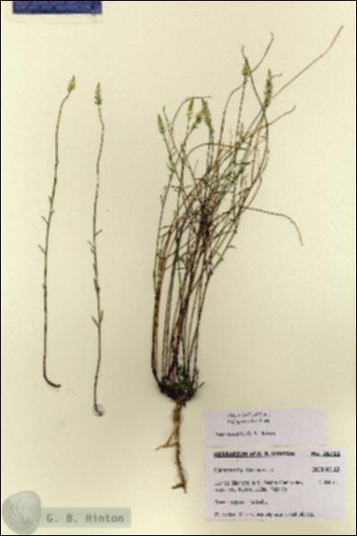 URN_catalog_HBHinton_herbarium_28711.jpg.jpg