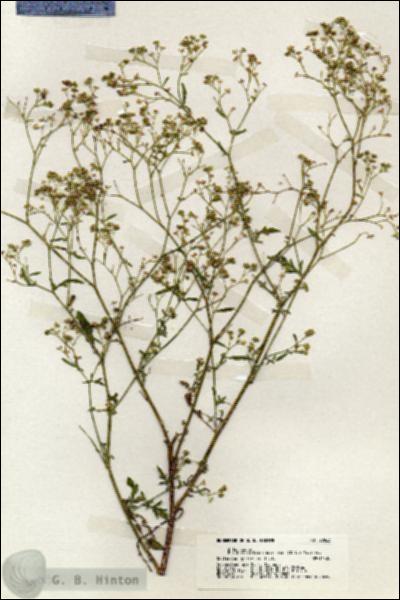 URN_catalog_HBHinton_herbarium_20063.jpg.jpg