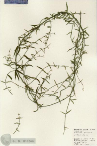 URN_catalog_HBHinton_herbarium_24347.jpg.jpg