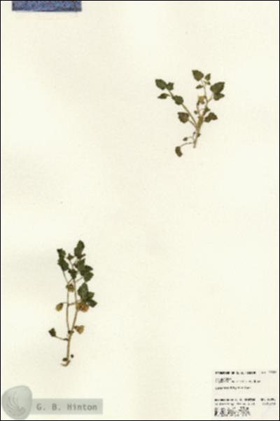 URN_catalog_HBHinton_herbarium_22995.jpg.jpg