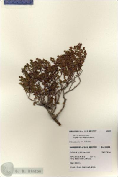 URN_catalog_HBHinton_herbarium_28395.jpg.jpg