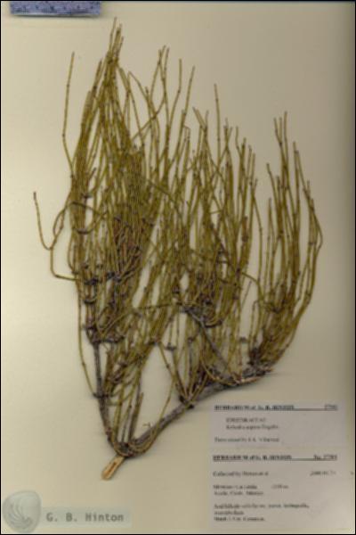 URN_catalog_HBHinton_herbarium_27501.jpg.jpg
