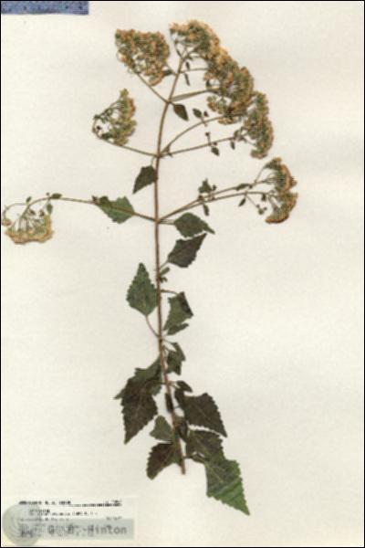 URN_catalog_HBHinton_herbarium_20840.jpg.jpg
