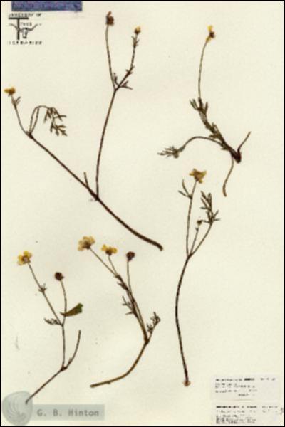 URN_catalog_HBHinton_herbarium_26042.jpg.jpg